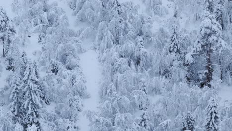 winter scene with forest trees covered in snow in indre fosen, norway - aerial drone shot