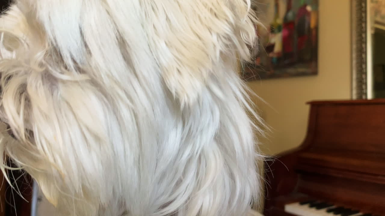 원더 테리어 록시는 아직 피아노를 칠 수 없습니다