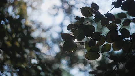 sunlight filtering through leaves