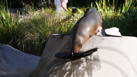 seal attempts to climb a concrete structure