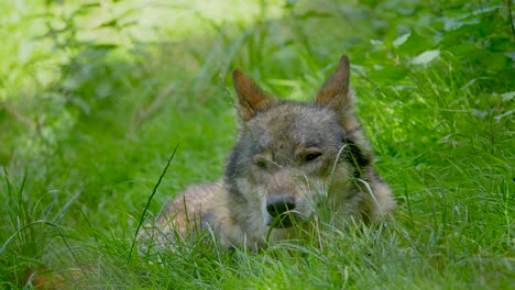 sleepy and tired canis lupus wolf resting in grass field after hunt,close up