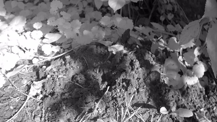 European mole (Talpa europaea) wants to emerge from its residential burrow. Estonia