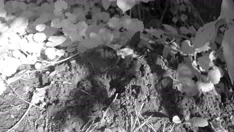 european mole (talpa europaea) wants to emerge from its residential burrow. estonia