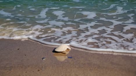 close-up video of a seashell on a sandy beach with foamy waves