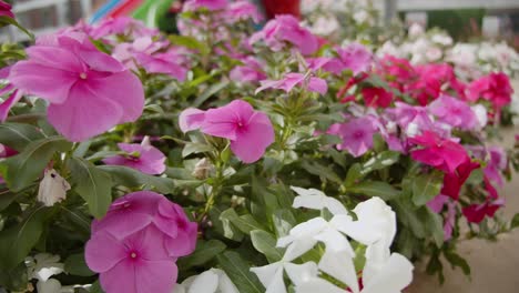 Blooming-pink-and-white-flowers-decorating-local-hotel-of-Cyprus,-motion-view