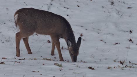 an adorable little baby deer forging for food in the snow