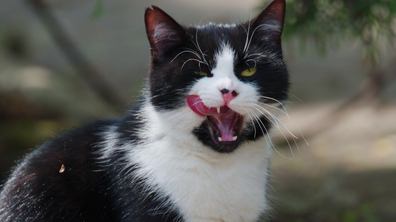 Primo piano di un gatto bianco e nero che si lecca la zampa mentre si pulisce