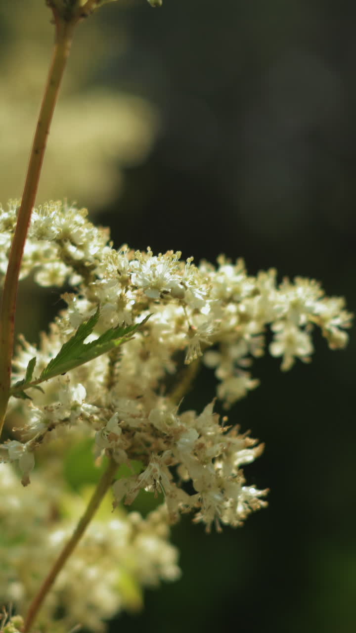 Delicati fiori selvatici bianchi illuminati dalla luce del sole che ondeggiano delicatamente su uno sfondo verde sfocato