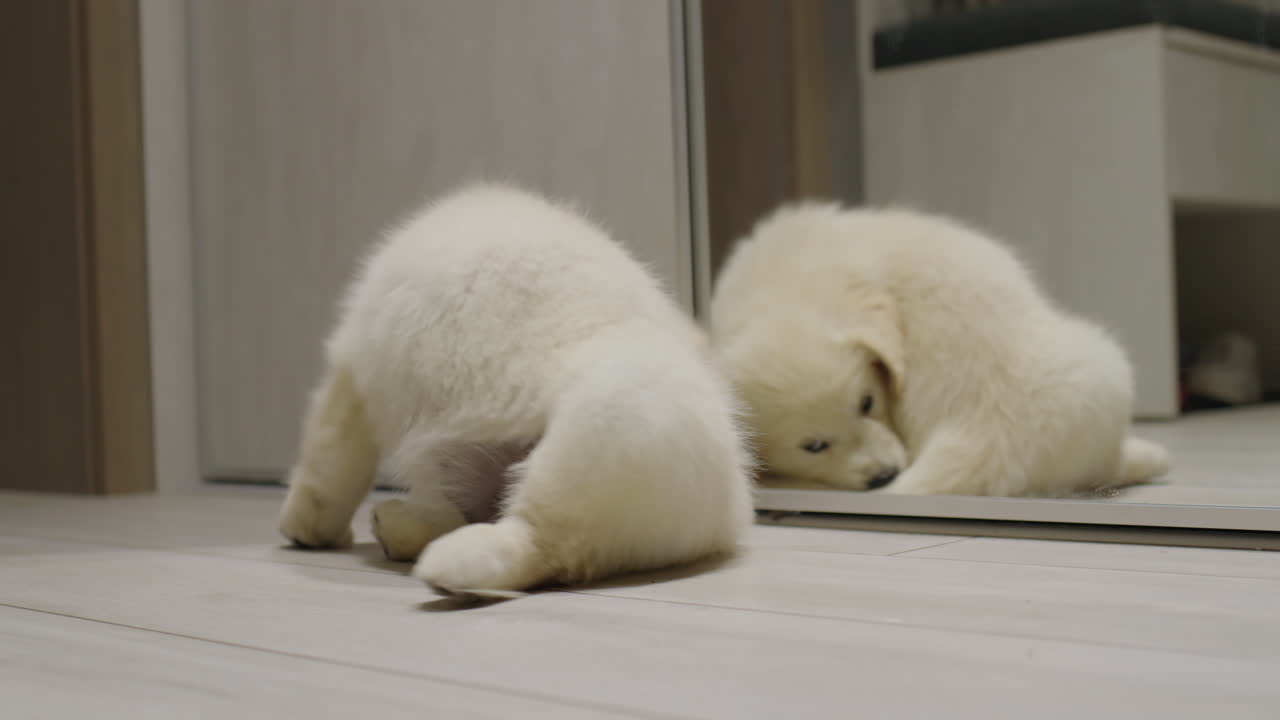 재미있는 강아지가 거울에서 리를 가지고 놀고 있습니다. 재미있는 동물 비디오