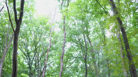 a trail along the spring forest with trees having a tall and thin trunks