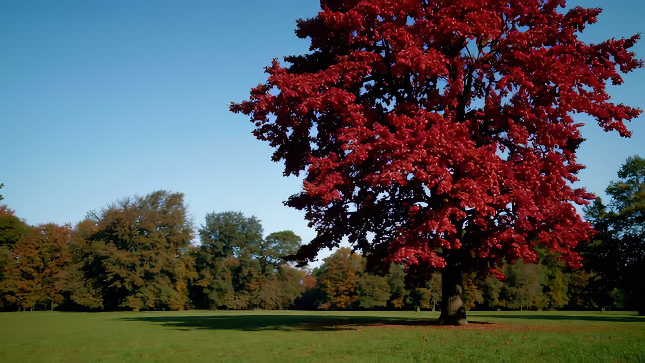 은 잎이 있는 가을 공원