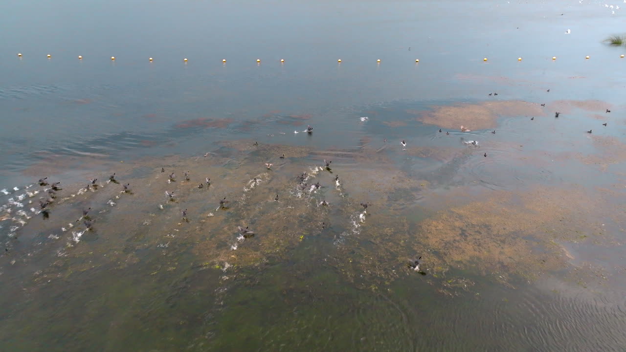 pájaros graciosos volando sobre laguna, uruguay, un espectáculo natural hipnotizante