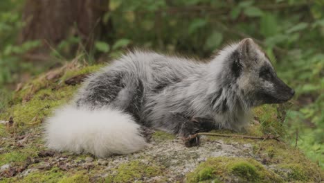 arctic fox (vulpes lagopus) also known as the white fox, polar fox, or snow fox. lives in to the arctic regions of the northern hemisphere and common throughout the arctic tundra.