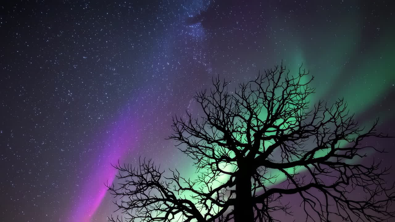 Aurora Borealis and Starry Night Sky with Silhouette of a Tree