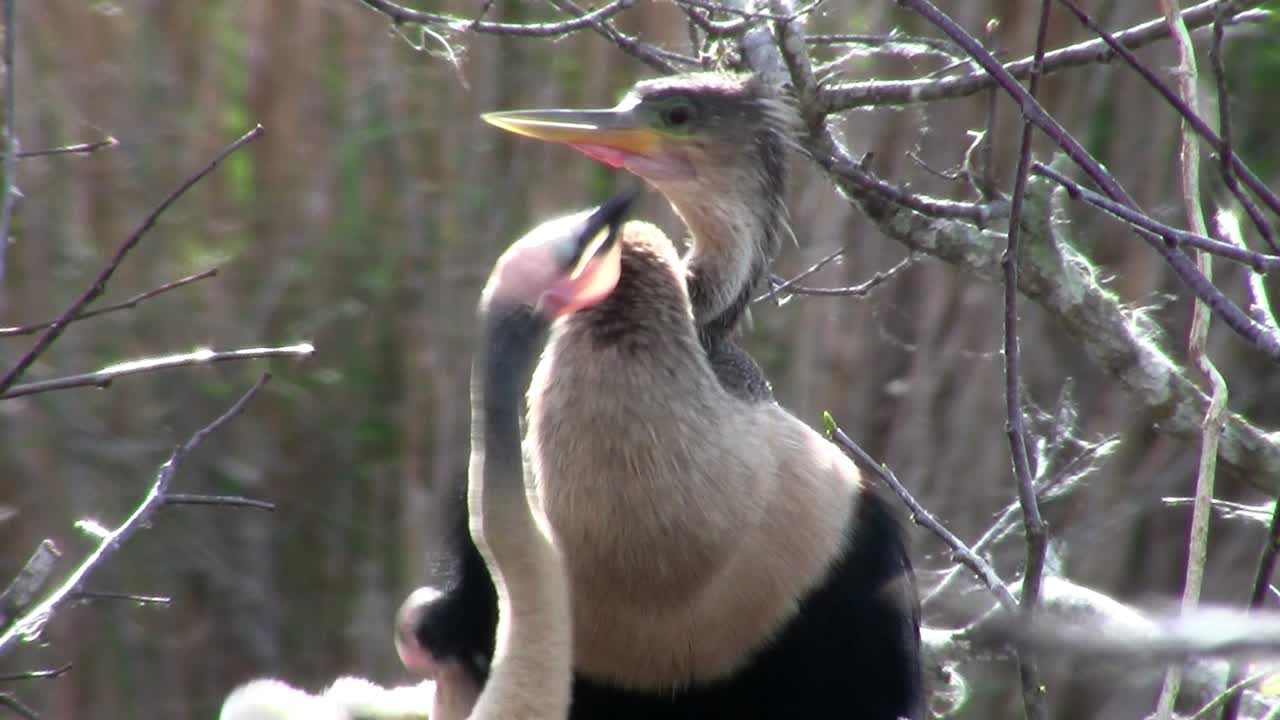 hermosos pájaros blancos y negros que anidan en los everglades 4