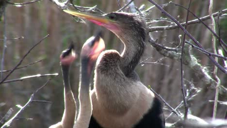 hermosos pájaros blancos y negros que anidan en los everglades 4