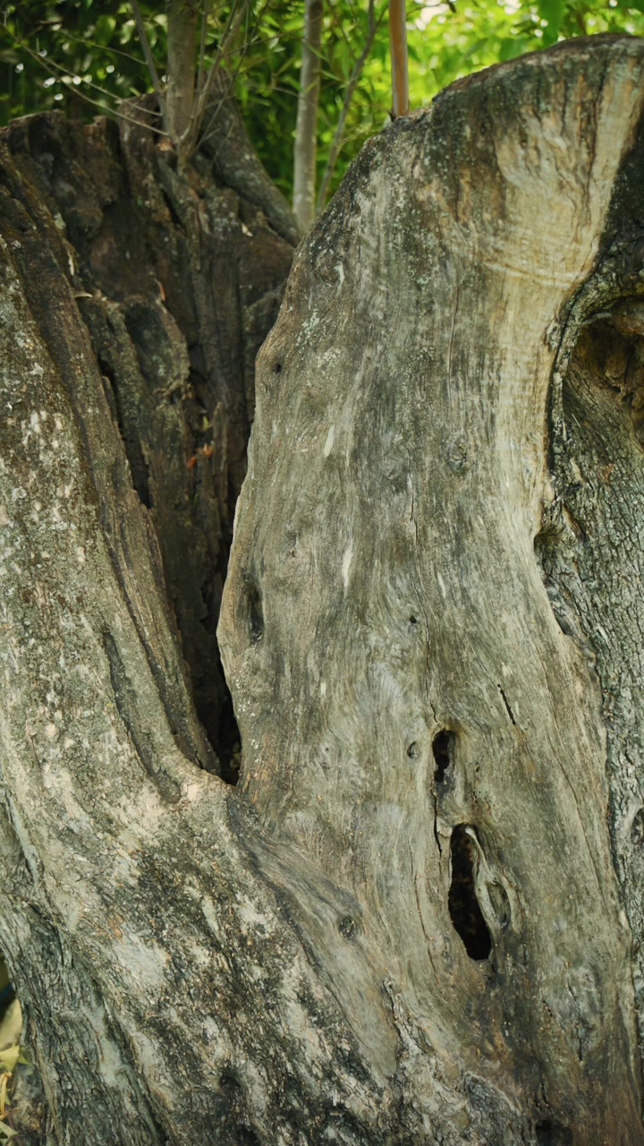 Large trunk of a centuries-old olive tree for the production of extra virgin oil