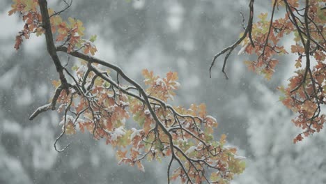 a close-up parallax shot of light first snow falling on oak tree branches adorned with withered autumn leaves