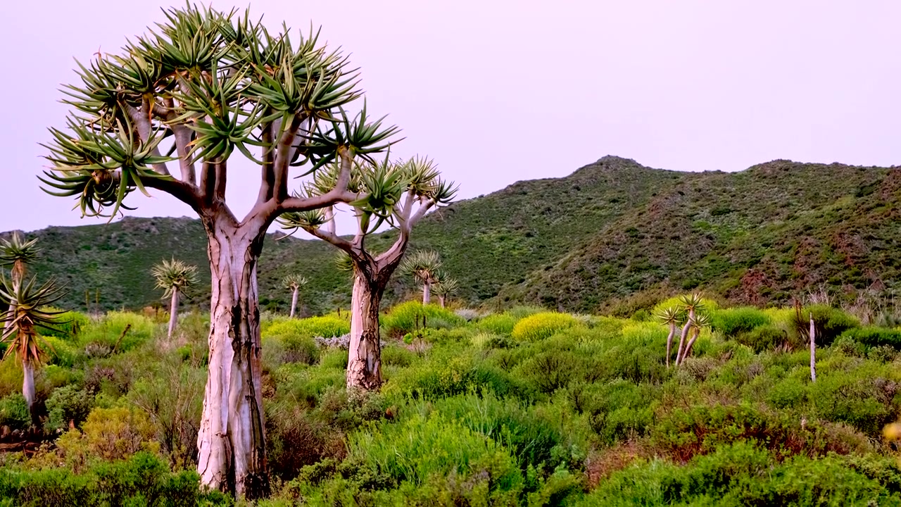 Imponenti alberi faretra (Aloidendron dichotomum) in un paesaggio semi-desertico.