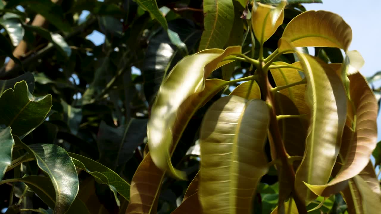 Primo piano di foglie ondeggianti di un albero di mango alla luce del sole con cielo blu sullo sfondo.