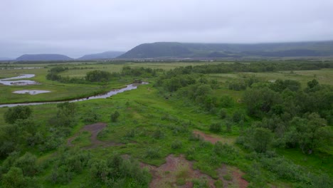 Tres-Alces-Toros-Caminan-A-Lo-Largo-De-Un-Paisaje-Pantanoso-Noruego-Durante-El-Verano