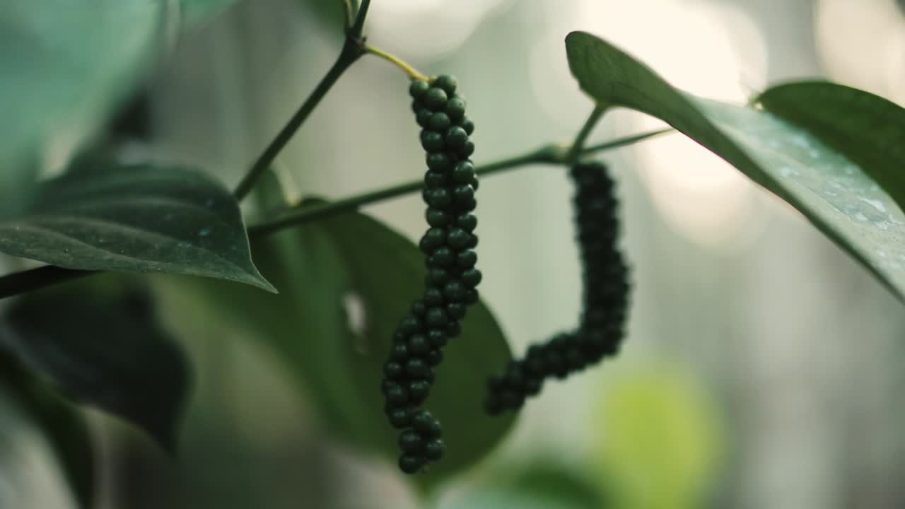 자연에서 자라는 피망 식물의 클로즈업