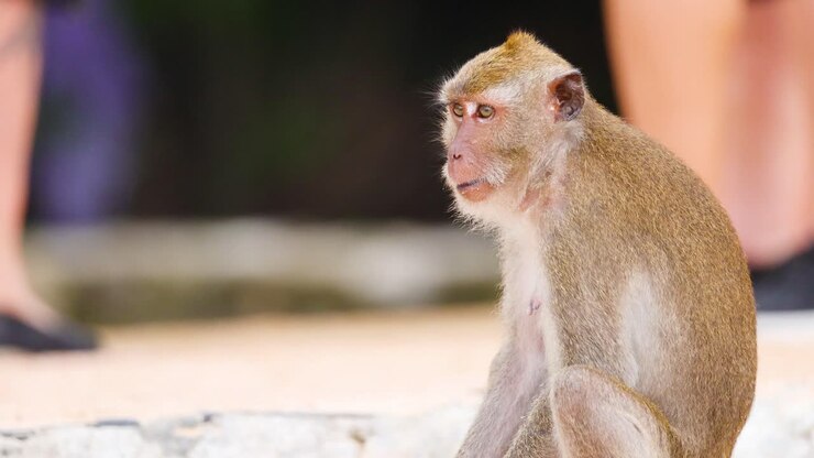 Monkey sits among people, observing surroundings