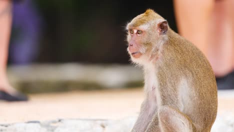 monkey sits among people, observing surroundings