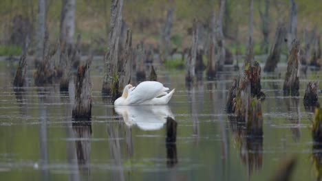 Cisne-Macho-Limpiando-Con-Gracia-Sus-Alas-Mientras-Nadaba-Lentamente-A-Través-De-Un-Pantano-Rodeado-De-Troncos-De-árboles-Rotos,-Ambiente-De-Atmósfera-Apocalíptica