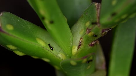 tiny ants of the brachymyrmex genus feed from liquid secreted by cochineals on a succulent plant