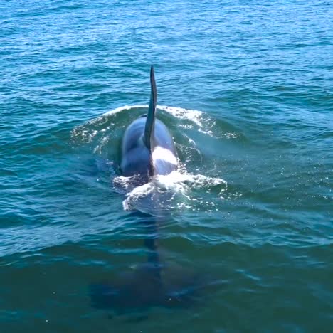 Enorme-Orca-Orca-Nadando-En-El-Océano-Pacífico,-Cerca-De-Las-Islas-Del-Canal-De-Santa-Bárbara,-California