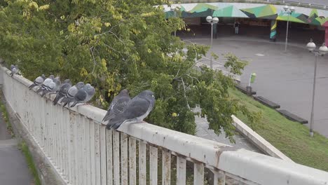 Pájaros-Palomas-Volando-Desde-La-Cornisa