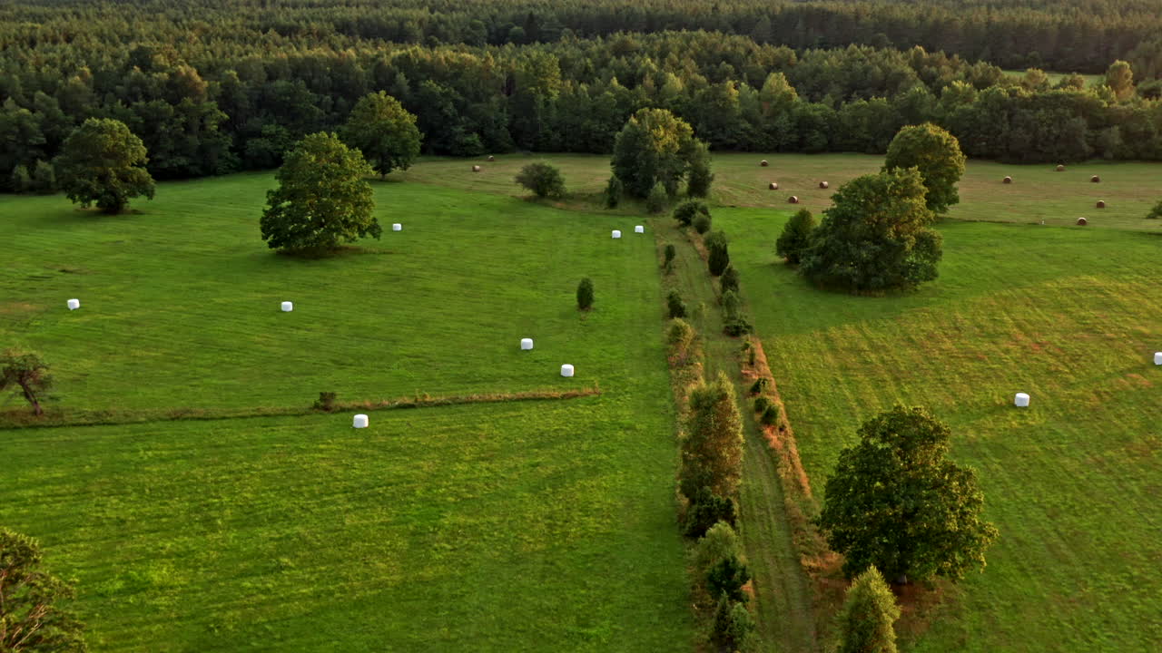 참나무로 덮인 들판 위를 날다