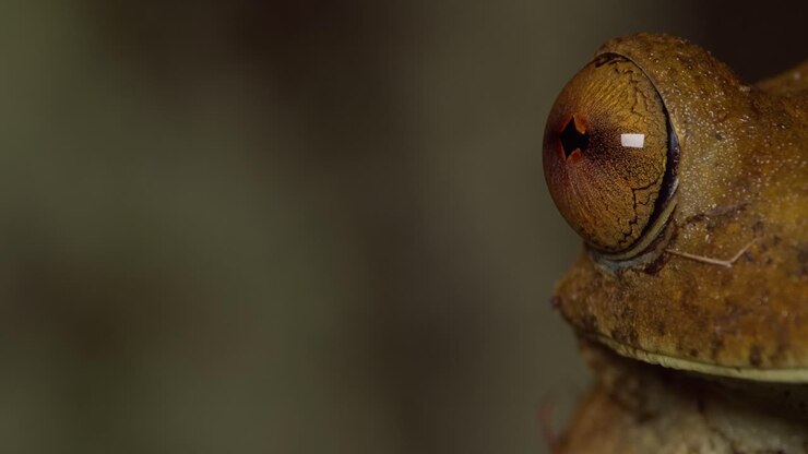 Super closeup reveal view of the Eye of a Tree Frog in Amazon Rain forest