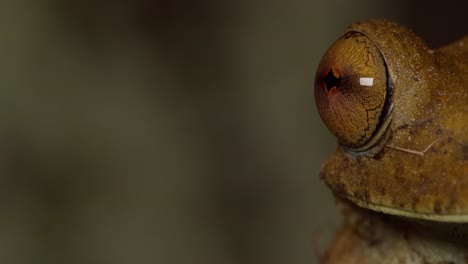 super closeup reveal view of the eye of a tree frog in amazon rain forest