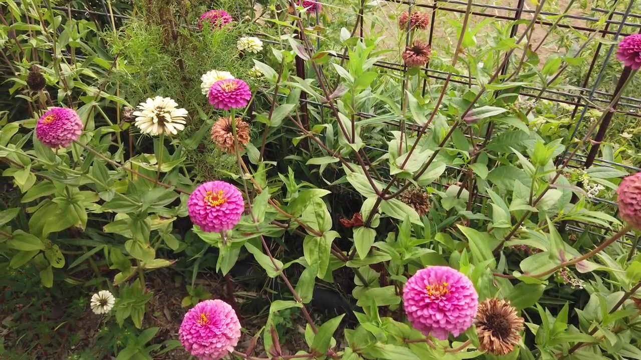 Primo piano ravvicinato di fiori di zinnia rosa in fiore nel giardino di Okayama, Giappone.