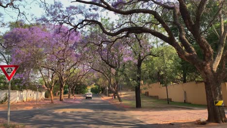 POV-drive-through-suburban-neighborhood-with-blooming-Jacaranda-trees