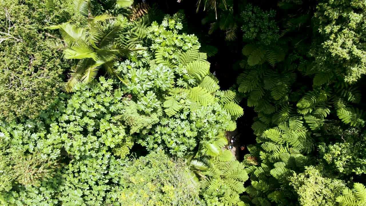 la densa y vibrante jungla de puerto rico, vista aérea de arriba hacia abajo