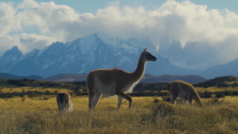 llamas in an open field with the mountains in the background