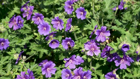 Bee-Hovering-Between-Purple-Wild-Geranium-Plants-Looking-For-Nectar