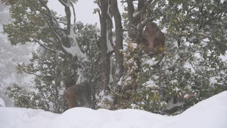 Rhesusaffen-Klettert-Bei-Schneefall-Auf-Einen-Baum