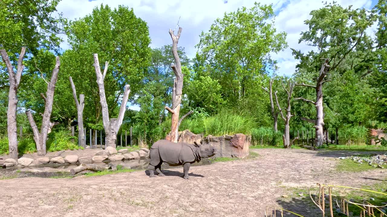 A rhinoceros steadily walks across a spacious, sunlit zoo enclosure surrounded by trees and rocks. Static wide shot, natural daylight, vibrant greenery
