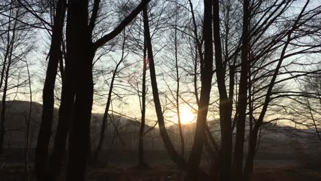 walking on a forest road, early spring season, with beautiful light coming from sunset