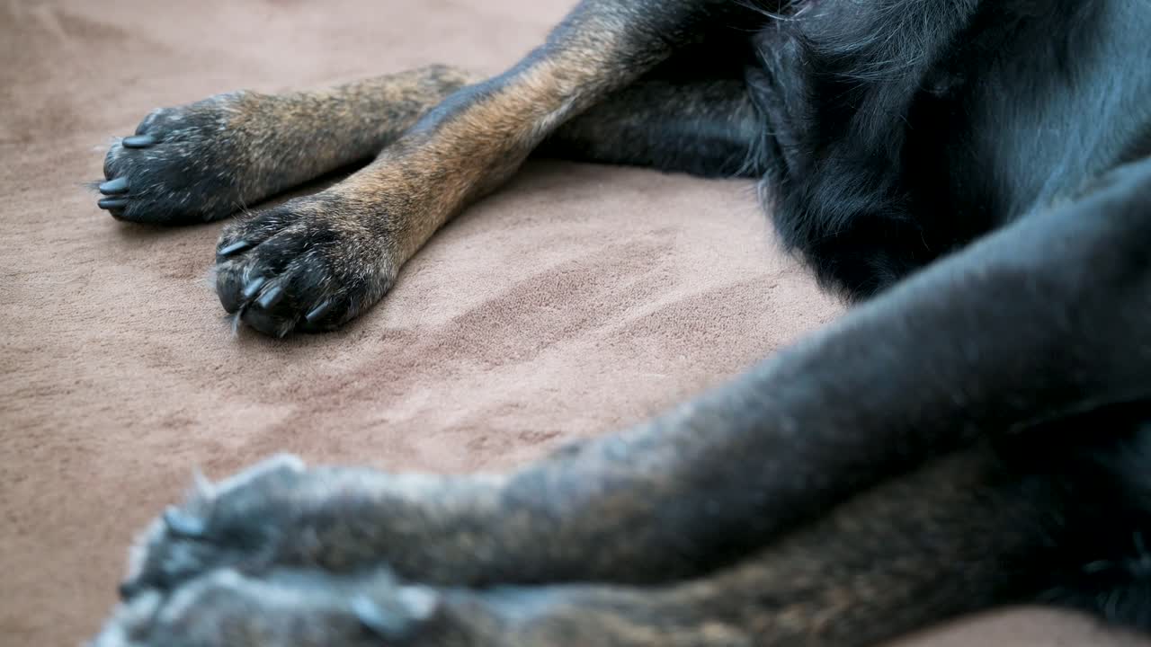 perspectiva de las extremidades y patas de un canino envejecido descansando en un piso de alfombra