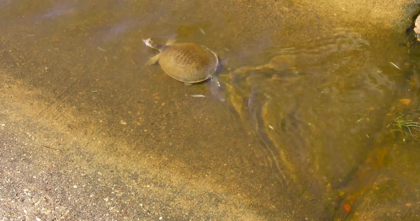 Static video of a juvenile spiny softshell turtle (Apalone spinifera) swimming upstream.