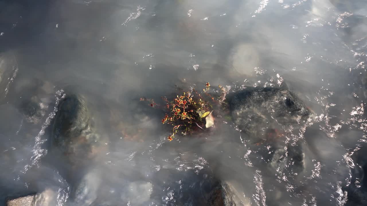 arroyo que fluye sobre piedras en el bosque del parque nacional anderdalen, isla senja en noruega