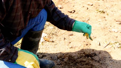 farmer looking at soil 4k