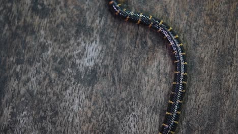 Red-tailed-Pipe-Snake,-Cylindrophis-ruffus,-rested-on-a-wooden-floor-and-looped-in-a-figure-of-eight-knot-undoing-itself-and-moving-out-of-the-frame