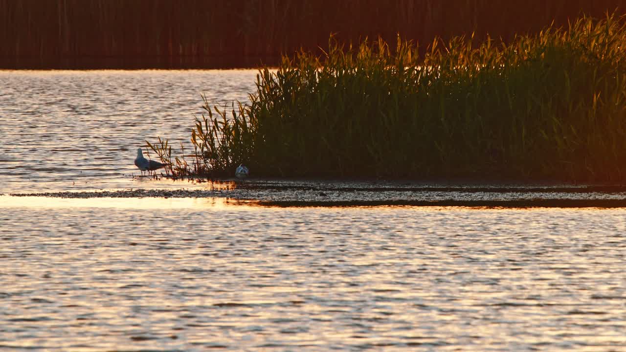 Black-Headed Gull stands on mudflats next to reeds in wetland pond in Netherlands