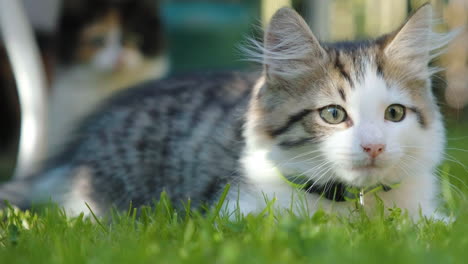 kitten enjoying sun on the grass in a garden, with little kitten in the background